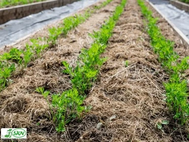 Grass Clipping as organic mulch+چمن کوتاه شده 