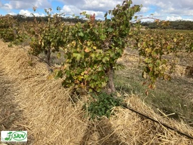 straw as organic mulch+ مالچ کاه  و کلش