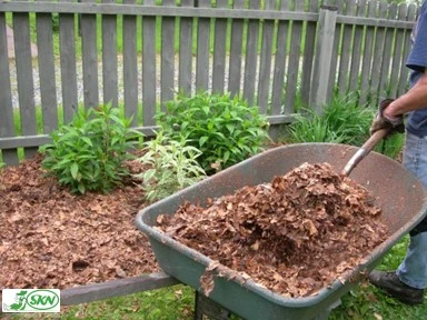 dry leaves as organic mulch+مالچ برگ خشک