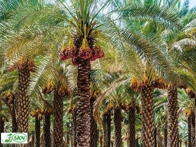 palm production in Iran+تولید خرما در ایران