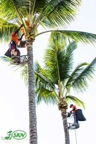 professional pruner of palm tree+هرسکار حرفه ای