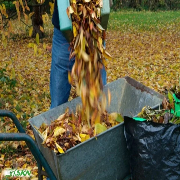 collecting leaf by hand