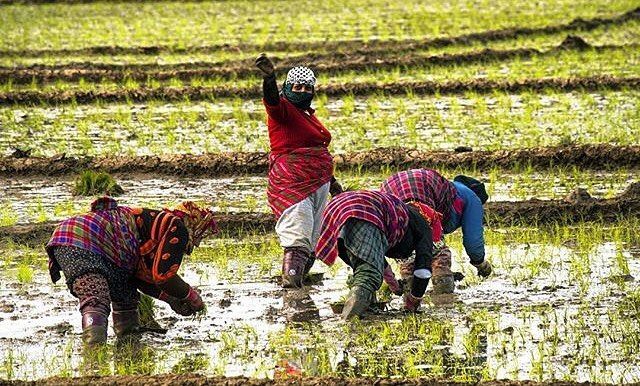 کشاورزی+agriculture operation